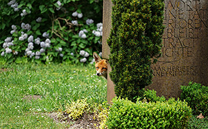 Friedhof Weilburg - C. Fischer