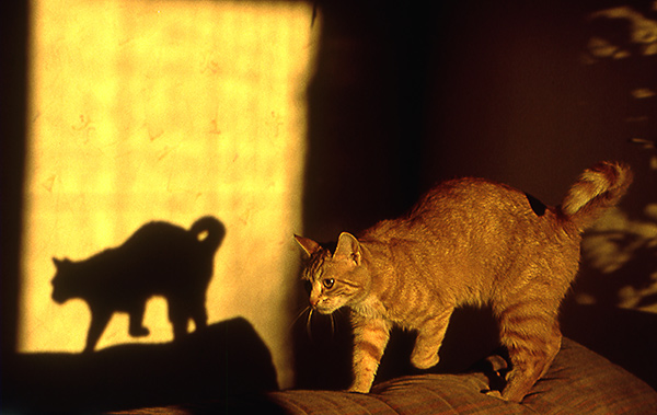 C. Fischer
