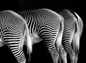 Zebra - T. Neeb