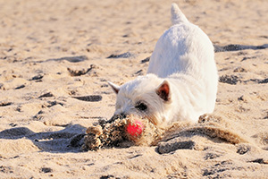 Spielende Joy - Reintraut Mangels