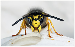 German wasp von Darron Mathews