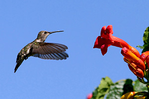 Kolibri von Ilona Abel