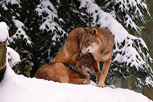Wölfe im Schnee - Sonja Lanois