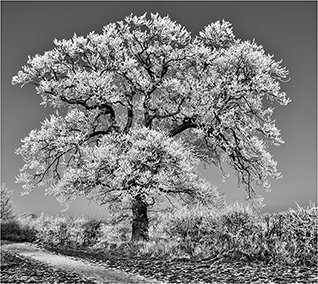 Tree in Hoar Frost by Susan Freeman