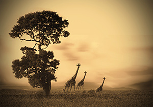 Giraffes - S. Latham