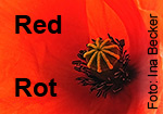 Red - Rot