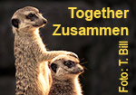 Together - Zusammen