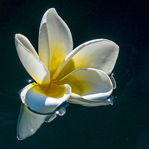 Frangipani