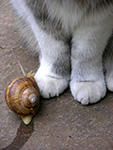 Weinbergschnecke und Lizzy von Anke Schwarz