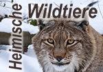 Heimische Wildtiere - S. Lanois