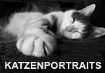 Katzenportraets - A. Schwarz