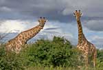 Giraffen