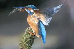 "Landing" Rudolf Pustelnik - Urkunde