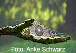 A. Schwarz