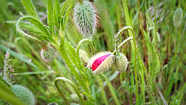 B. Zimmermann